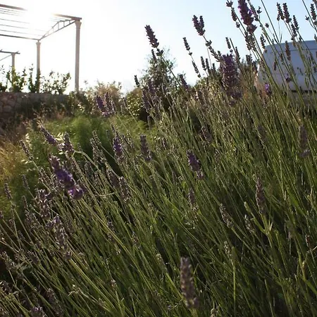 公寓 Anand 杜布罗夫尼克